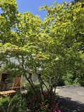 Japanese Maple Seeds - Acer japonicum Dancing Peacock Variety - 10 Fresh Seeds for Planting