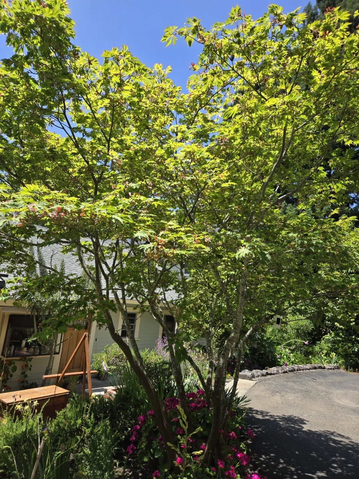 Japanese Maple Seeds - Acer japonicum Dancing Peacock Variety - 10 Fresh Seeds for Planting