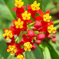Tropical Bloodflower Milkweed Seeds - Asclepias curassavica for Monarch Butterfly Habitat - 100 Seeds