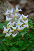Dutchman Breeches Bulbs Bareroot Dicentra Cucularia for Garden Planting, Clumping Perennial, Shade-Loving, Native to North America