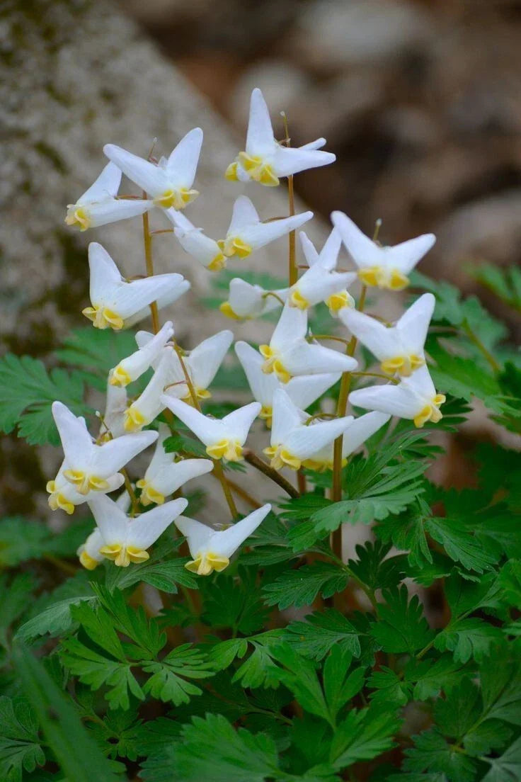 Dutchman Breeches Bulbs Bareroot Dicentra Cucularia for Garden Planting, Clumping Perennial, Shade-Loving, Native to North America