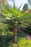 Aloe Spectabilis Seeds - 30 Pack Succulent Seeds for Indoor & Outdoor Gardening - Rare Aloe Variety