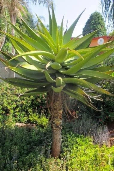 Aloe Spectabilis Seeds - 30 Pack Succulent Seeds for Indoor & Outdoor Gardening - Rare Aloe Variety