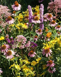 Native Flower Mix for Monarch Butterflies - Non-GMO Milkweed Seeds - 1000 Count - Wildflower Seeds for Pollinators & Garden