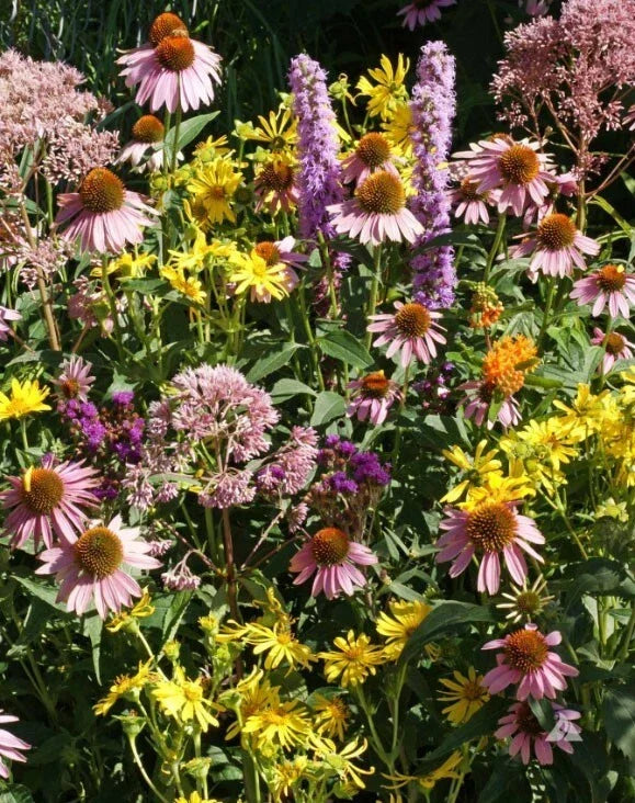 Native Flower Mix for Monarch Butterflies - Non-GMO Milkweed Seeds - 1000 Count - Wildflower Seeds for Pollinators & Garden