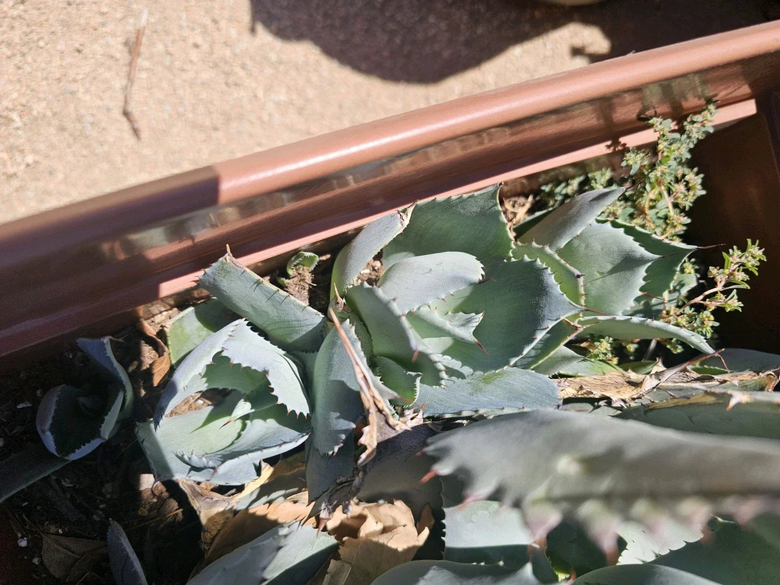 Agave Potatorum Succulent Pup 3-6 Inches Bare Root for Indoor Outdoor Decor, Drought-Tolerant Cactus Plant