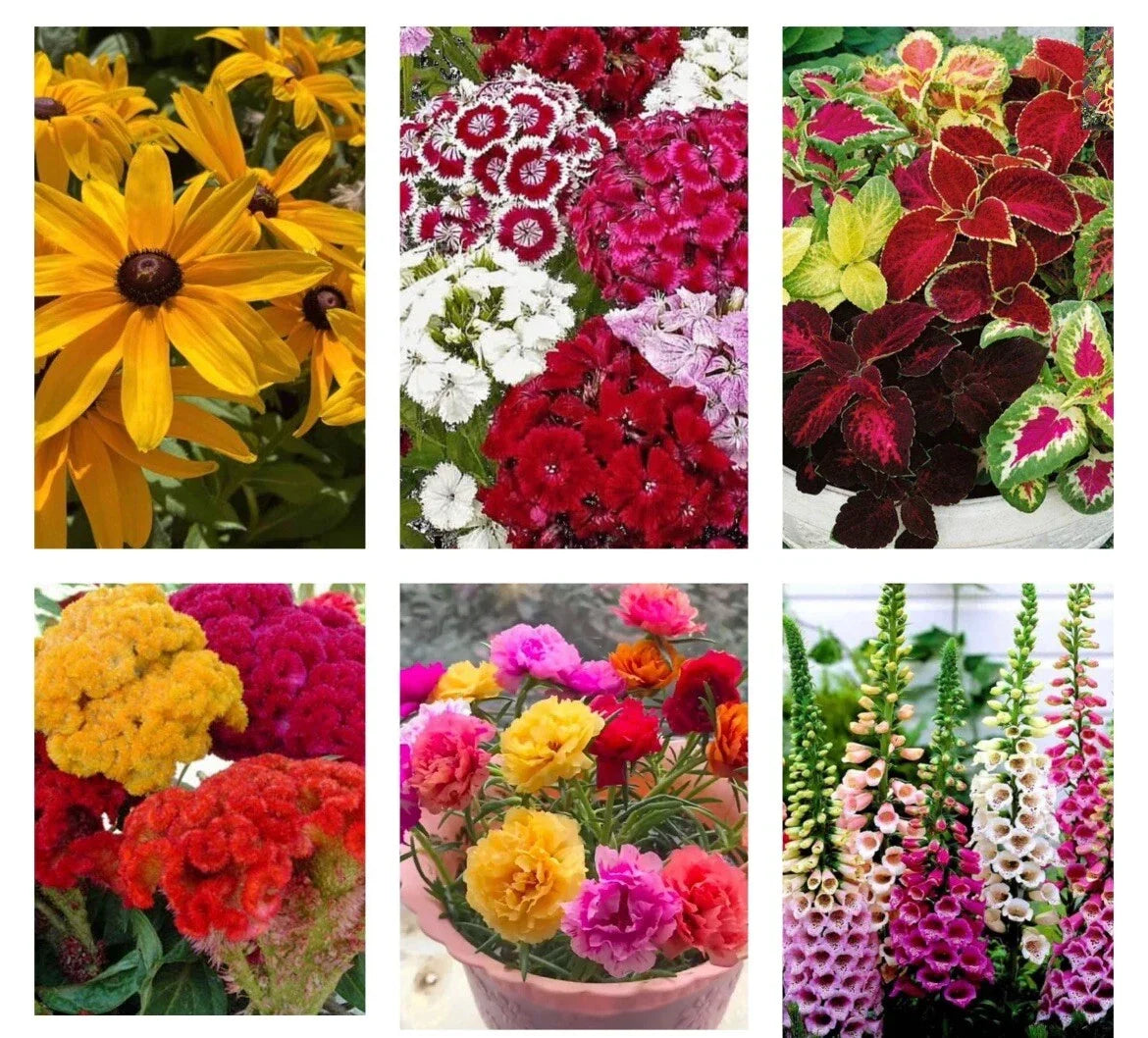 6 Variety Flower Seed Pack – Moss Rose, Black-eyed Susan, Cockscomb, Coleus, Foxglove, S. William, Non-GMO Seeds