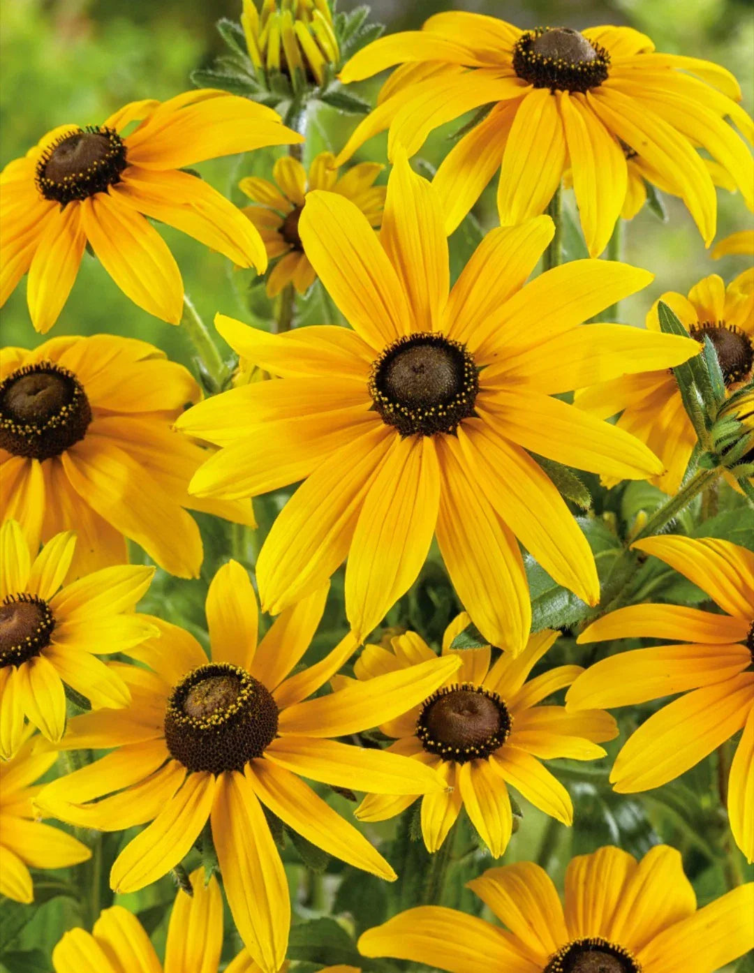 Rudbeckia Black Eyed Susan Bare Root Starter Plants - 15 Pack Perennial Flowers