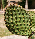 Opuntia Lubrica Prickly Pear Cactus Cutting - Live Succulent Pad Segment for Gardening