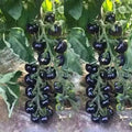 European Black Cherry Tomato Seeds - Heirloom, Non-GMO, Sweet, Small Round Fruit, Solanum lycopersicum, for Home Gardening