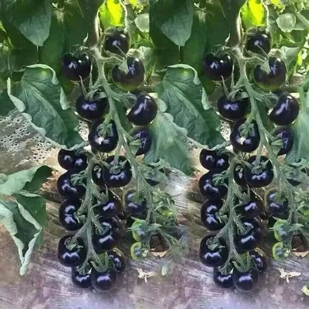 European Black Cherry Tomato Seeds - Heirloom, Non-GMO, Sweet, Small Round Fruit, Solanum lycopersicum, for Home Gardening