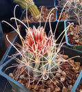 Mini Long Hook Spine Cactus Sclerocactus uncinatus wrightii, Cold Hardy Indoor Plant, Drought Tolerant Succulent