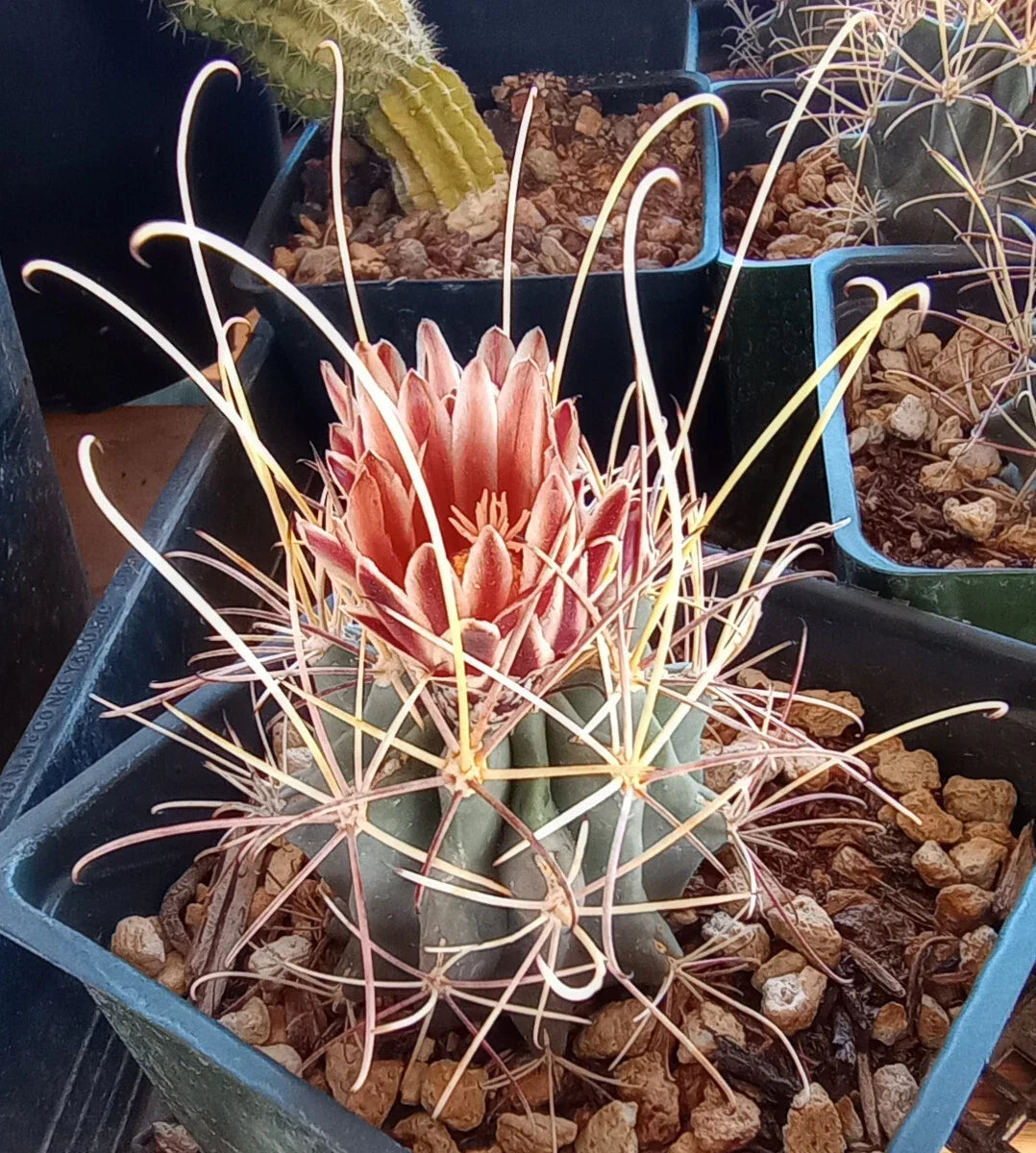 Mini Long Hook Spine Cactus Sclerocactus uncinatus wrightii, Cold Hardy Indoor Plant, Drought Tolerant Succulent