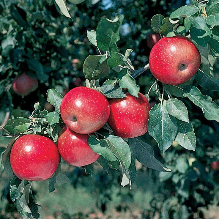 Mixed Apple and Cherry Tree Set - Rooted 2 ft Tall, Malus domestica & Prunus avium, Fruit Trees for Small Gardens and Urban Spaces