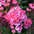 Glamour Girl Phlox Seeds – 100+ Flower Seeds for Garden Planting – Phlox paniculata – Perennial, Vibrant Colors, Attracts Pollinators