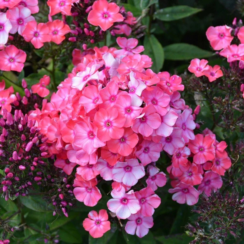 Glamour Girl Phlox Seeds – 100+ Flower Seeds for Garden Planting – Phlox paniculata – Perennial, Vibrant Colors, Attracts Pollinators