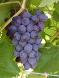 Fredonia Black/Blue Grape Live Rooted Starter Plant Vitis labrusca for Zones 5-8, Fruitful Vining Plant for Home Gardens