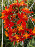 Epidendrum Radicans Orange Orchid Cuttings – 2 Live Plants for Ground or Pot, Vibrant Tropical Flowers