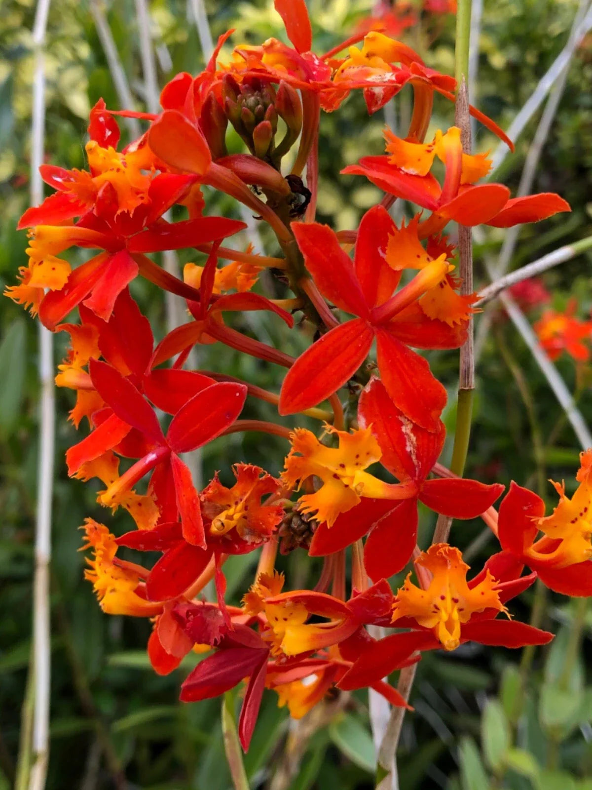 Epidendrum Radicans Orange Orchid Cuttings – 2 Live Plants for Ground or Pot, Vibrant Tropical Flowers