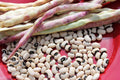 Cowpea Seeds - California Blackeye Variety - Fresh Vigna unguiculata Seeds for Planting, Nutritious Legume, Drought-Resistant, 1-3 ft Plant