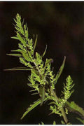 Epazote Seeds - Culinary Herb for Mexican Cuisine - Chenopodium ambrosioides - Non-GMO, Easy to Grow