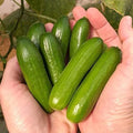 Mini-Me Cucumber Seeds for Planting, Organic Cucumis sativus, Compact Bush Variety, Perfect for Containers and Small Gardens