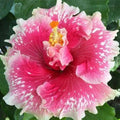 Pink White Hibiscus Seeds - Perennial Flower Seeds for Garden, Borders, Containers | Hibiscus rosa-sinensis