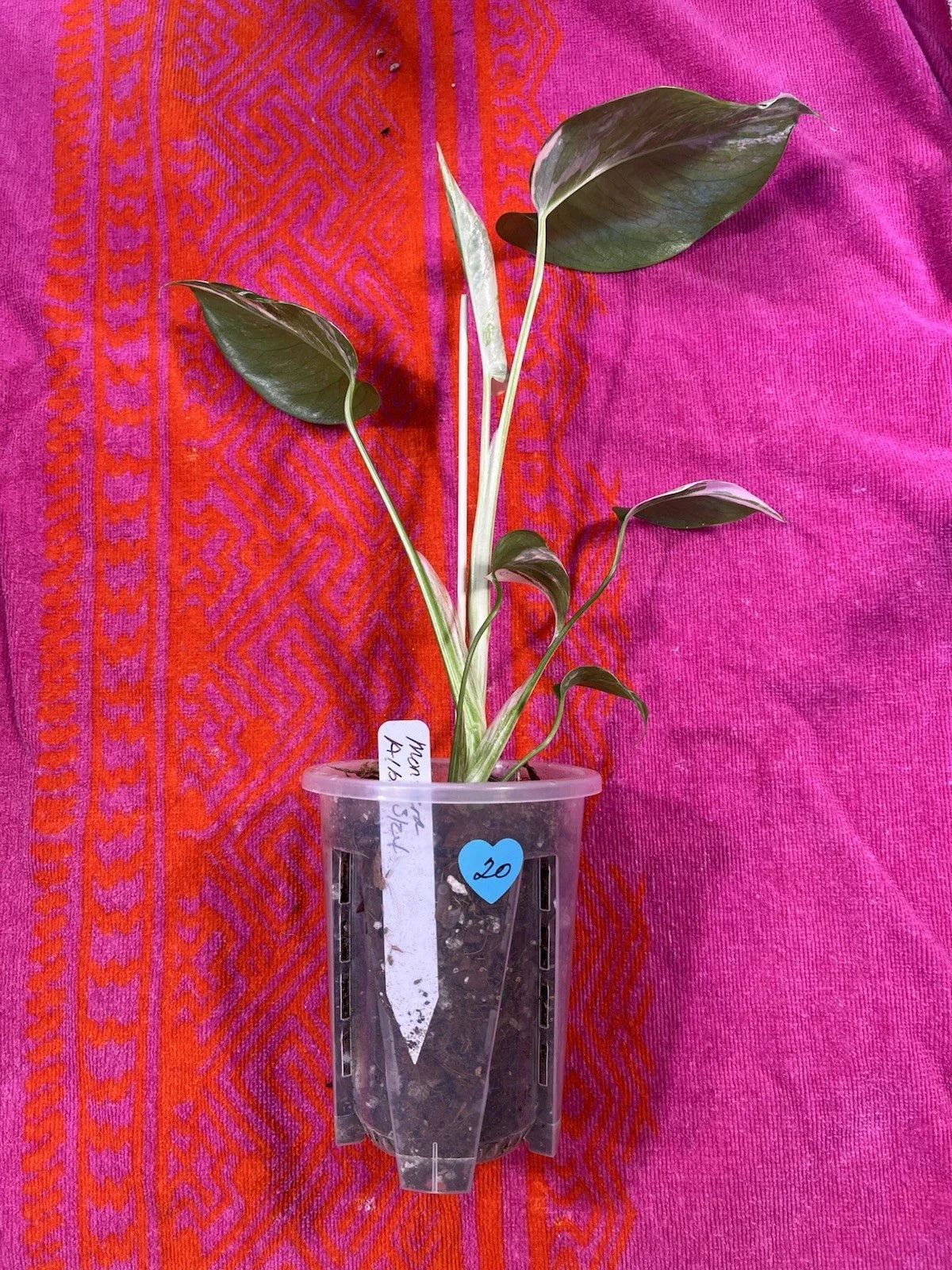 Monstera Albo Variegated Plant in 4" Pot – Rooted Monstera deliciosa 'Albo Variegata' Indoor Houseplant