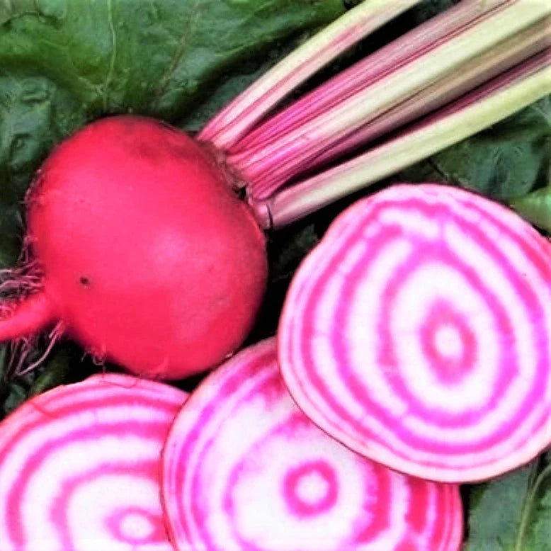 Chioggia Beet Seeds - Candy Cane Striped Pink Bullseye Beets - Beta vulgaris Heirloom Vegetable Seeds for Organic Gardening
