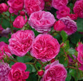 Baronesse Rosa Short Shrub Live Rose Plant 4" Pot Pink Bloom Rosa 'Baronesse' Garden Flower