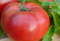 Brandywine Red Tomato Seeds - Heirloom Solanum lycopersicum for Home Garden, Juicy Large Fruits, Non-GMO, Open-Pollinated Seed Packet