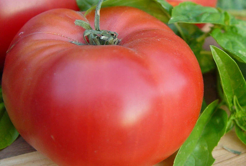 Brandywine Red Tomato Seeds - Heirloom Solanum lycopersicum for Home Garden, Juicy Large Fruits, Non-GMO, Open-Pollinated Seed Packet