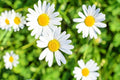 White Daisy Seeds, Shasta Daisy, Perennial Flower, Leucanthemum superbum, Easy to Grow, Garden Seeds, Pollinator Attractant