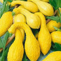 Yellow Crookneck Summer Squash Seeds - Non-GMO Cucurbita pepo, Vegetable Seeds for Home Garden, Full Sun, Easy to Grow