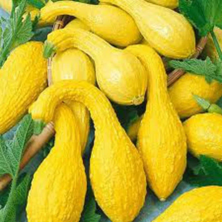 Yellow Crookneck Summer Squash Seeds - Non-GMO Cucurbita pepo, Vegetable Seeds for Home Garden, Full Sun, Easy to Grow