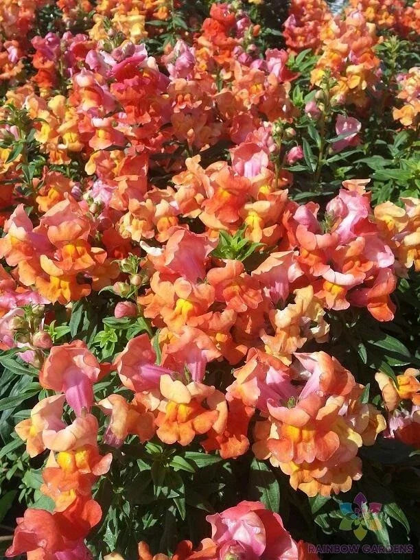 Sonnet Orange Scarlet Snapdragon Seeds - 1000+ Antirrhinum majus for Garden, Borders, Containers, Bright Blooms