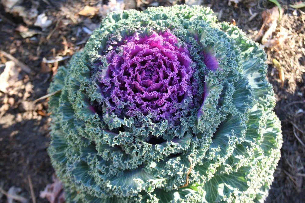 Ornamental Kale Seeds - Kamome Red, Brassica oleracea, 40 Seeds, Colorful Foliage, Garden, Container, Fall & Winter Plant