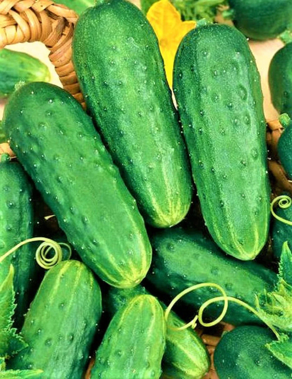 Cucumber Seeds Non-GMO for Pickling, Organic Cucumis sativus, 50 Pack, Home Garden, Vining Annual