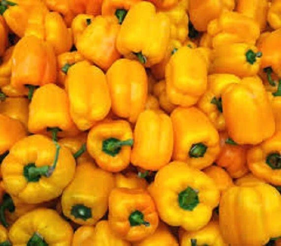 Golden California Wonder Pepper Seeds – Sweet Capsicum annuum, 24-36 inch Bushy Plant, Non-Spicy, Vibrant Golden Color, Garden & Container