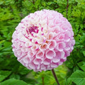 Chimacum Dahlia Seeds - 25 Perennial Flower Seeds for Vibrant Garden Blooms - Dahlia pinnata