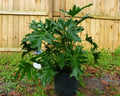 Split Leaf Philodendron Seeds - 10 Pack, Philodendron selloum, Tropical Houseplant Seeds, Indoor & Outdoor Gardening
