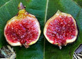 Dwarf Fig Tree Starter Plant – Fignomenal Variety – Ficus carica – Compact, Fruit-Bearing, Indoor & Outdoor Gardening