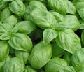 Basil Seed Pack - 500+ Genovese Herb Seeds for Culinary Use - Ocimum basilicum, Non-GMO, Heirloom, Easy to Grow