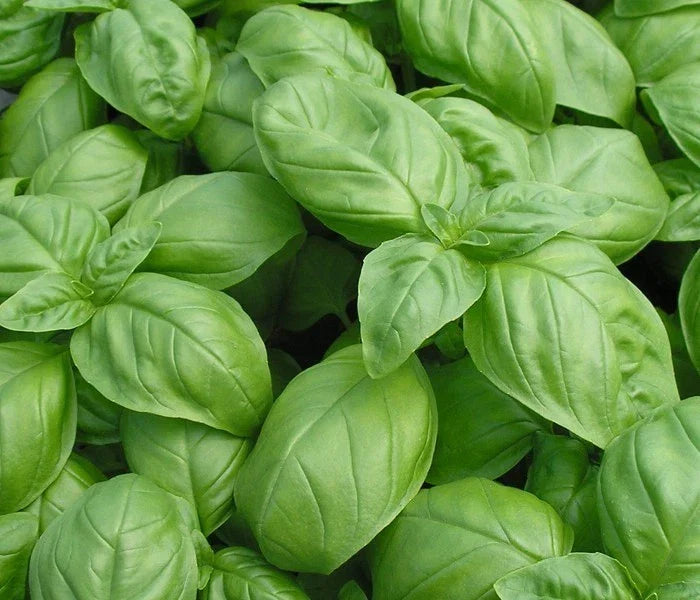 Basil Seed Pack - 500+ Genovese Herb Seeds for Culinary Use - Ocimum basilicum, Non-GMO, Heirloom, Easy to Grow