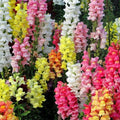 Snapdragon Seeds | Magic Carpet Mix Heirloom Edible Flowers Antirrhinum majus | Vibrant Colorful Blooms