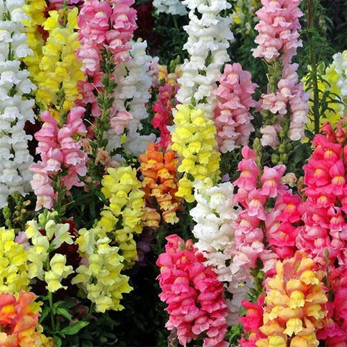 Snapdragon Seeds | Magic Carpet Mix Heirloom Edible Flowers Antirrhinum majus | Vibrant Colorful Blooms
