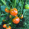 Turkish Orange Eggplant Seeds – Organic, Non-GMO, Solanum melongena, 20 Seeds for Home Garden, Container Growing, USA Grown