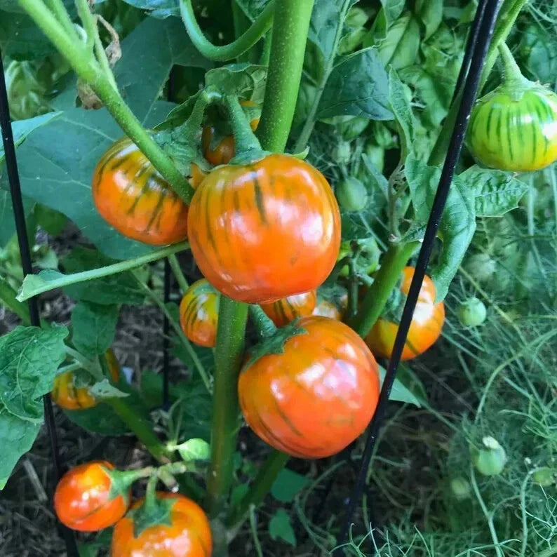 Turkish Orange Eggplant Seeds – Organic, Non-GMO, Solanum melongena, 20 Seeds for Home Garden, Container Growing, USA Grown