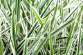 Ribbon Grass Plants - Strawberry & Cream Root Divisions - Variegated Ornamental Grass for Sun or Shade - Phalaris arundinacea