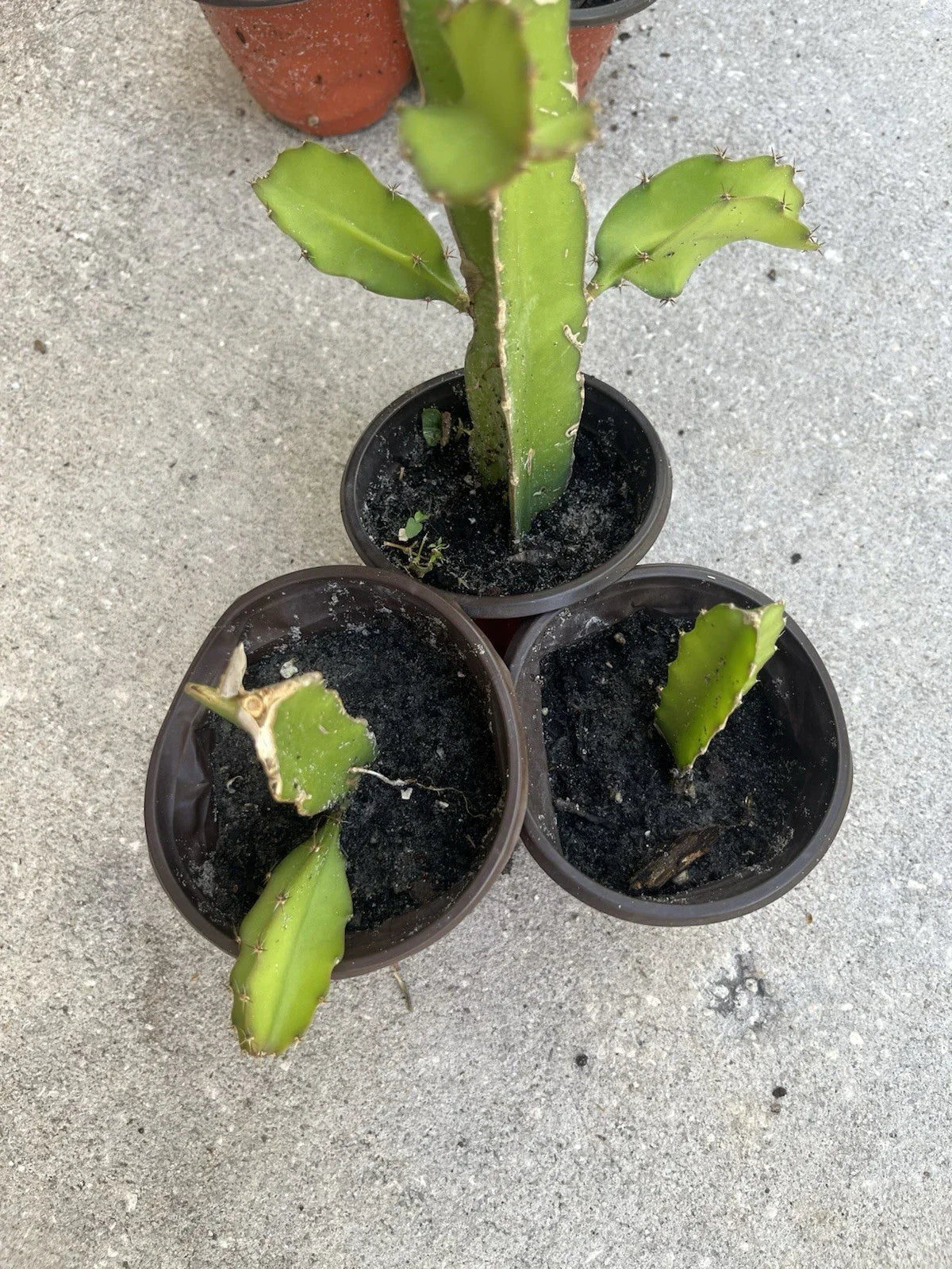 Dragon Fruit Plant - Well Rooted White Pitaya in 4-Inch Pot - Hylocereus undatus Cactus for Home Garden & Patio